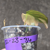 Variegated Philodendron Mican Aurea in a Nursery Pot - Rare Collector Plant - EXACT Plant - US SELLER