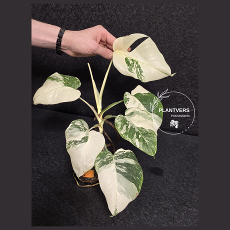 Variegated Monstera Albo - Rare White Monstera Borsigiana Albo Baby Leaf Plant - EXACT Plant - US Seller