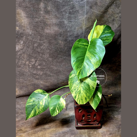 Monstera Aurea Variegated Borsigiana - Monstera Marmota Same Plant - US Seller