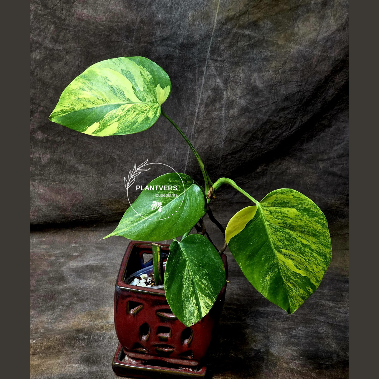 Monstera Aurea Variegated Borsigiana in a Nursery Pot - Monstera Marmota Same Plant - US Seller