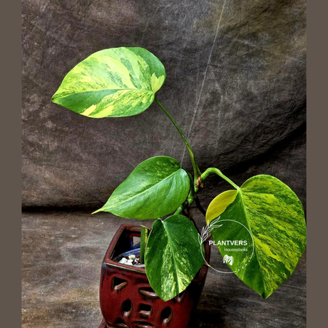 Monstera Aurea Variegated Borsigiana in a Nursery Pot - Monstera Marmota Same Plant - US Seller