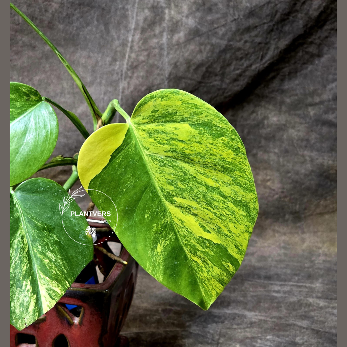 Monstera Aurea Variegated Borsigiana in a Nursery Pot - Monstera Marmota Same Plant - US Seller