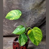 Monstera Aurea Variegated Borsigiana in a Nursery Pot - Monstera Marmota Same Plant - US Seller