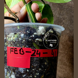 Monstera Aurea Variegated Borsigiana in a Nursery Pot - Monstera Marmota Same Plant - US Seller
