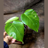 Monstera Aurea Variegated Borsigiana - Monstera Marmota Same Plant - US Seller