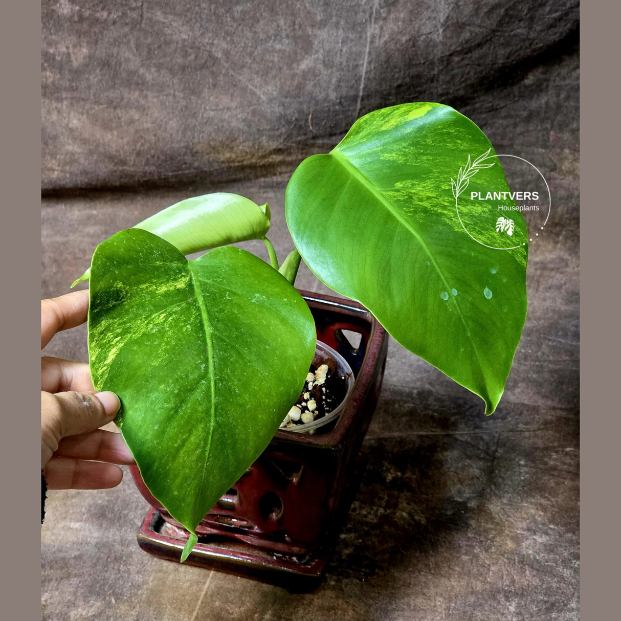 Monstera Aurea Variegated Borsigiana - Monstera Marmota Same Plant - US Seller