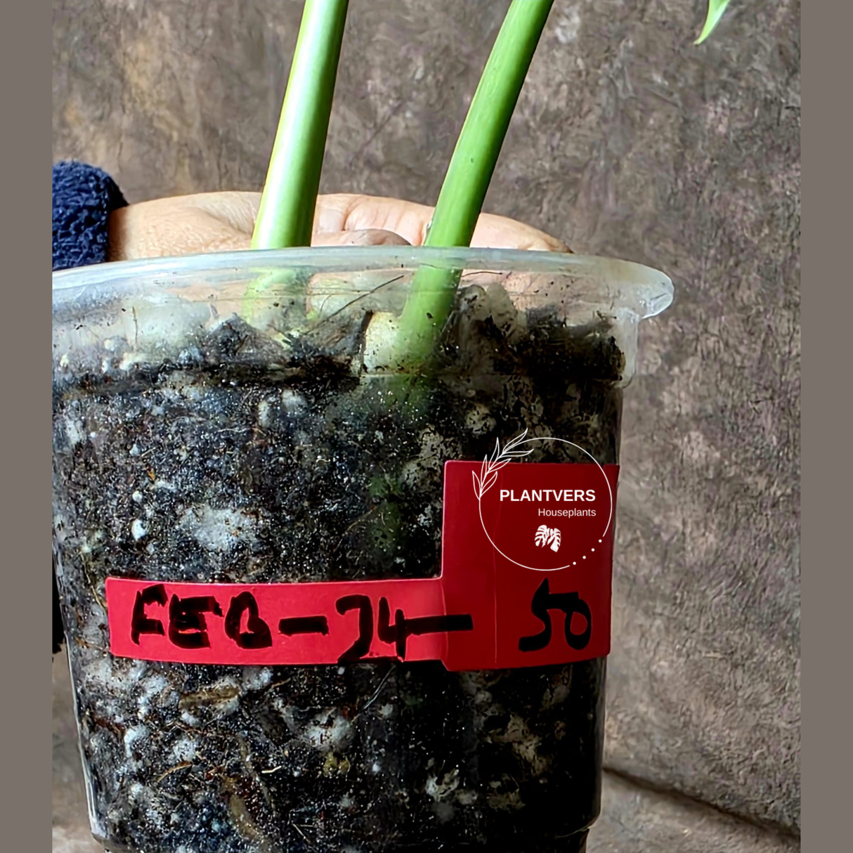 Monstera Aurea Variegated Borsigiana - Monstera Marmota Same Plant - US Seller