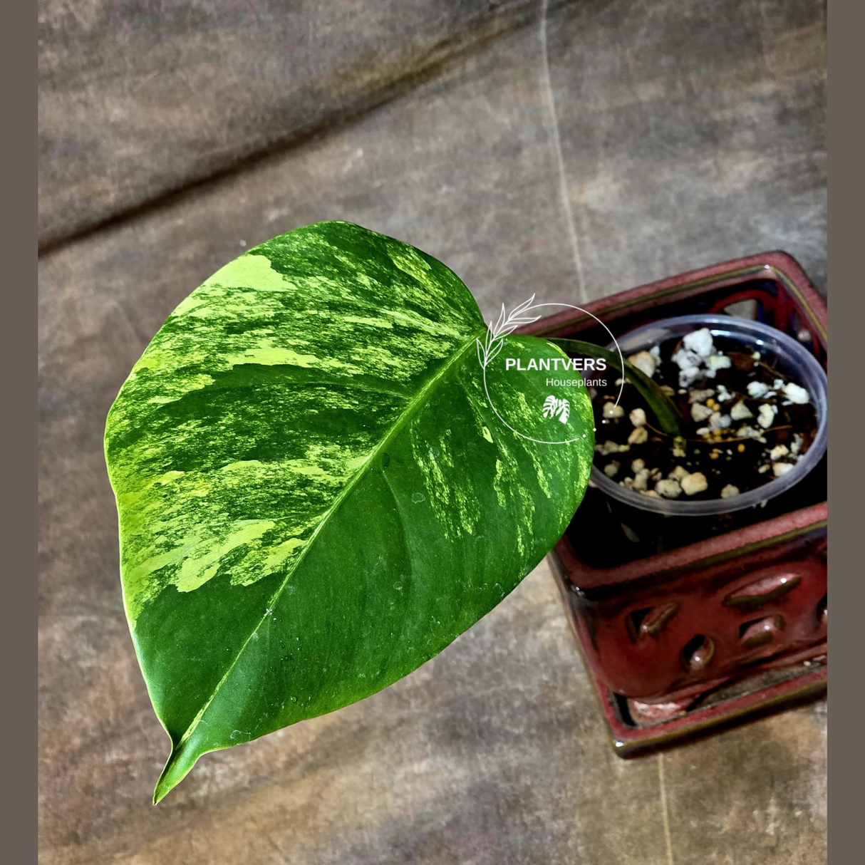 Monstera Aurea Variegated Borsigiana in a Nursery Pot - Monstera Marmota Single Leaf Exact Plant - US Seller