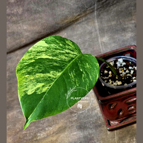 Monstera Aurea Variegated Borsigiana in a Nursery Pot - Monstera Marmota Single Leaf Exact Plant - US Seller
