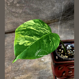 Monstera Aurea Variegated Borsigiana in a Nursery Pot - Monstera Marmota Single Leaf Exact Plant - US Seller