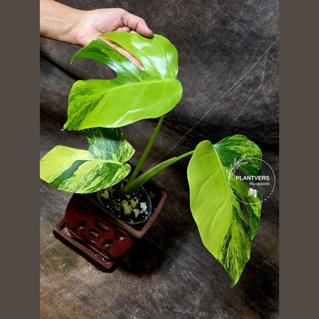 Monstera Aurea Variegated Borsigiana - Monstera Marmota Same Plant - US Seller