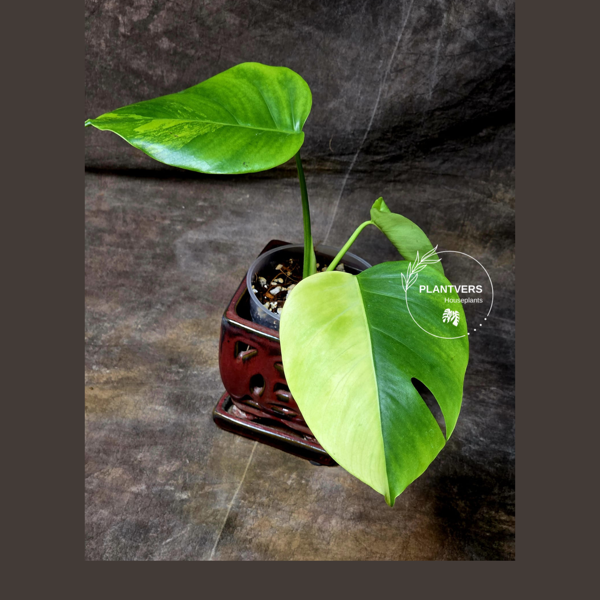 Monstera Aurea Variegated Borsigiana - Monstera Marmota Same Plant - US Seller