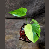 Monstera Aurea Variegated Borsigiana - Monstera Marmota Same Plant - US Seller