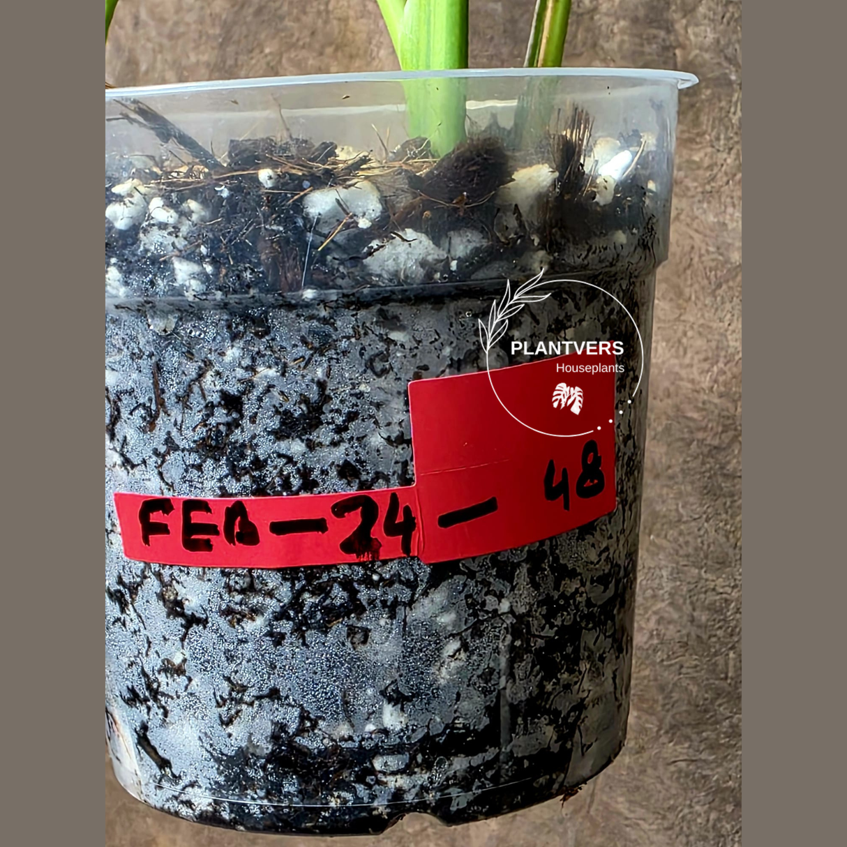 Monstera Aurea Variegated Borsigiana - Monstera Marmota Same Plant - US Seller