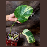 Monstera Aurea Variegated Borsigiana - Monstera Marmota Same Plant - US Seller