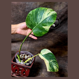 Monstera Aurea Variegated Borsigiana - Monstera Marmota Same Plant - US Seller