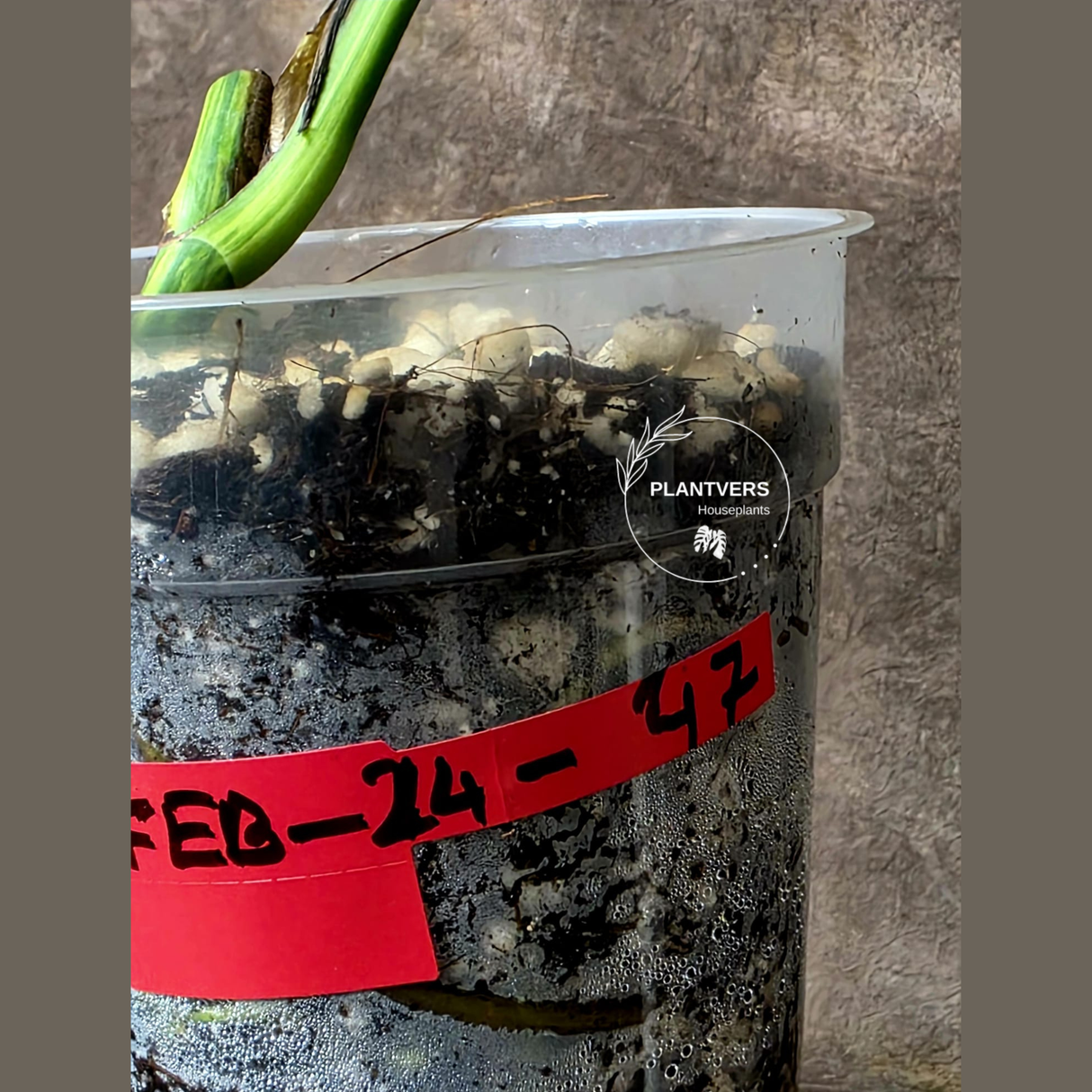 Monstera Aurea Variegated Borsigiana - Monstera Marmota Same Plant - US Seller