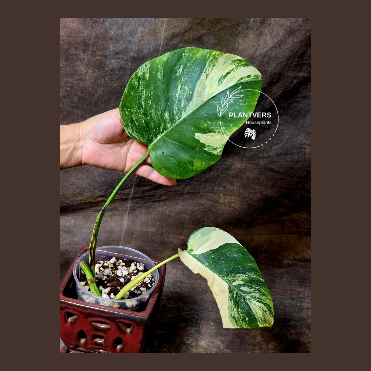 Monstera Aurea Variegated Borsigiana - Monstera Marmota Same Plant - US Seller