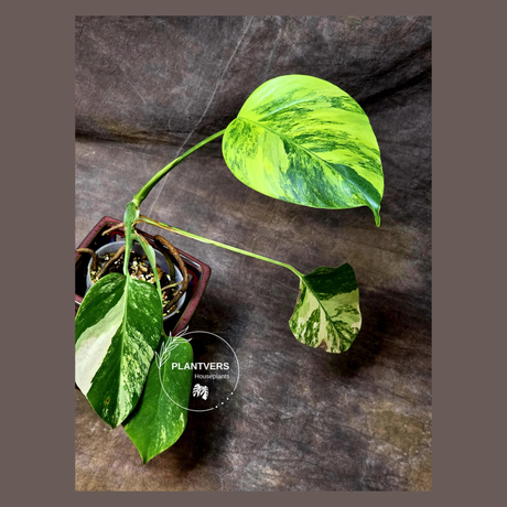 Monstera Aurea Variegated Borsigiana in a Nursery Pot - Monstera Marmota Same Plant - US Seller