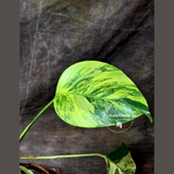 Monstera Aurea Variegated Borsigiana in a Nursery Pot - Monstera Marmota Same Plant - US Seller