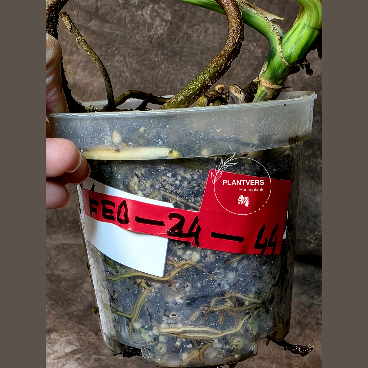 Monstera Aurea Variegated Borsigiana in a Nursery Pot - Monstera Marmota Same Plant - US Seller