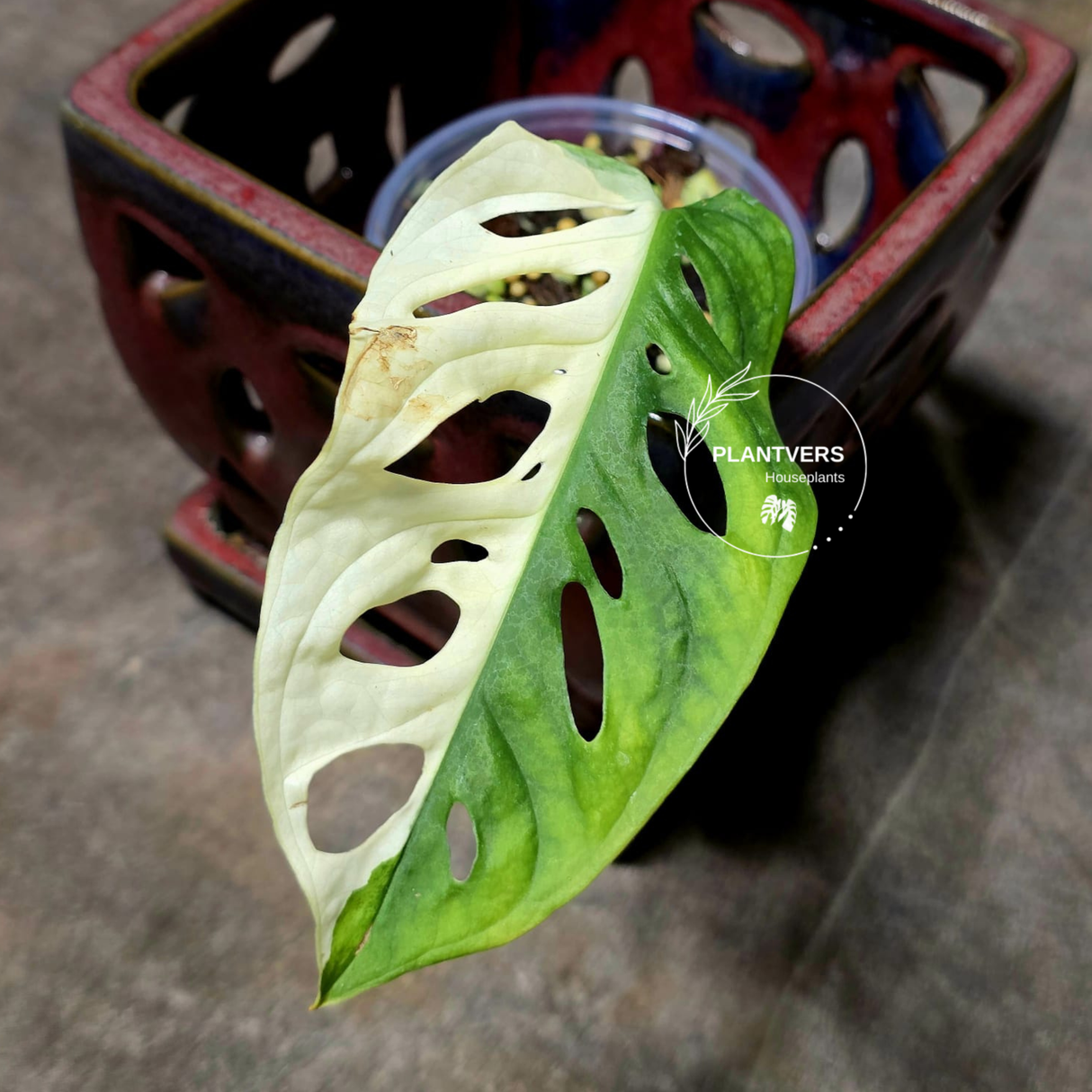 Variegated White Monstera Adansonii Albo - Half-Moon Leaf Swiss Cheese Plant - Exact Plant - US Seller