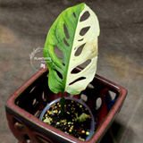 Variegated White Monstera Adansonii Albo - Half-Moon Leaf Swiss Cheese Plant - Exact Plant - US Seller