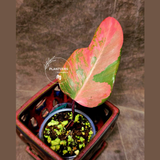Variegated Philodendron Strawberry Shake Exact Plant - Rare Collector Plant - Exact Same Plant-US Seller