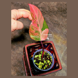 Variegated Philodendron Strawberry Shake Exact Plant - Rare Collector Plant - Exact Same Plant-US Seller