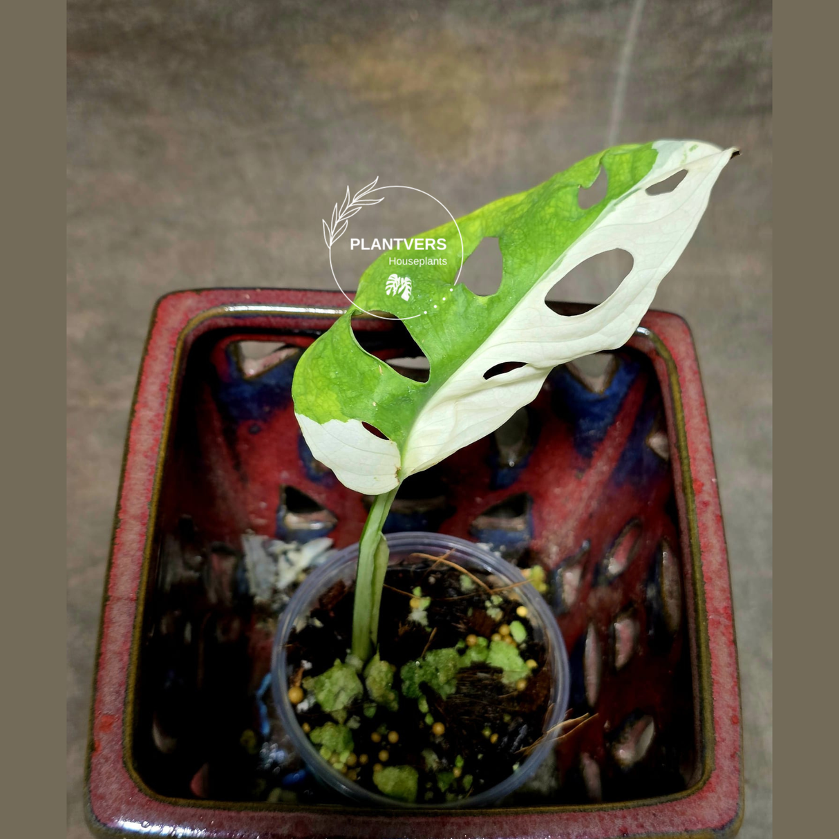 High Variegated White Monstera Adansonii Albo - Rare Collector Swiss Cheese Plant - EXACT Same Plant - US Seller