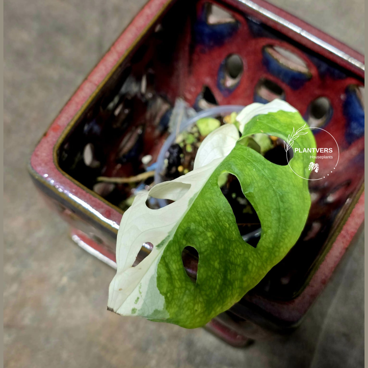 High Variegated White Monstera Adansonii Albo - Rare Collector Swiss Cheese Plant - EXACT Same Plant - US Seller