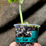 High Variegated White Monstera Adansonii Albo - Rare Collector Swiss Cheese Plant - EXACT Same Plant - US Seller