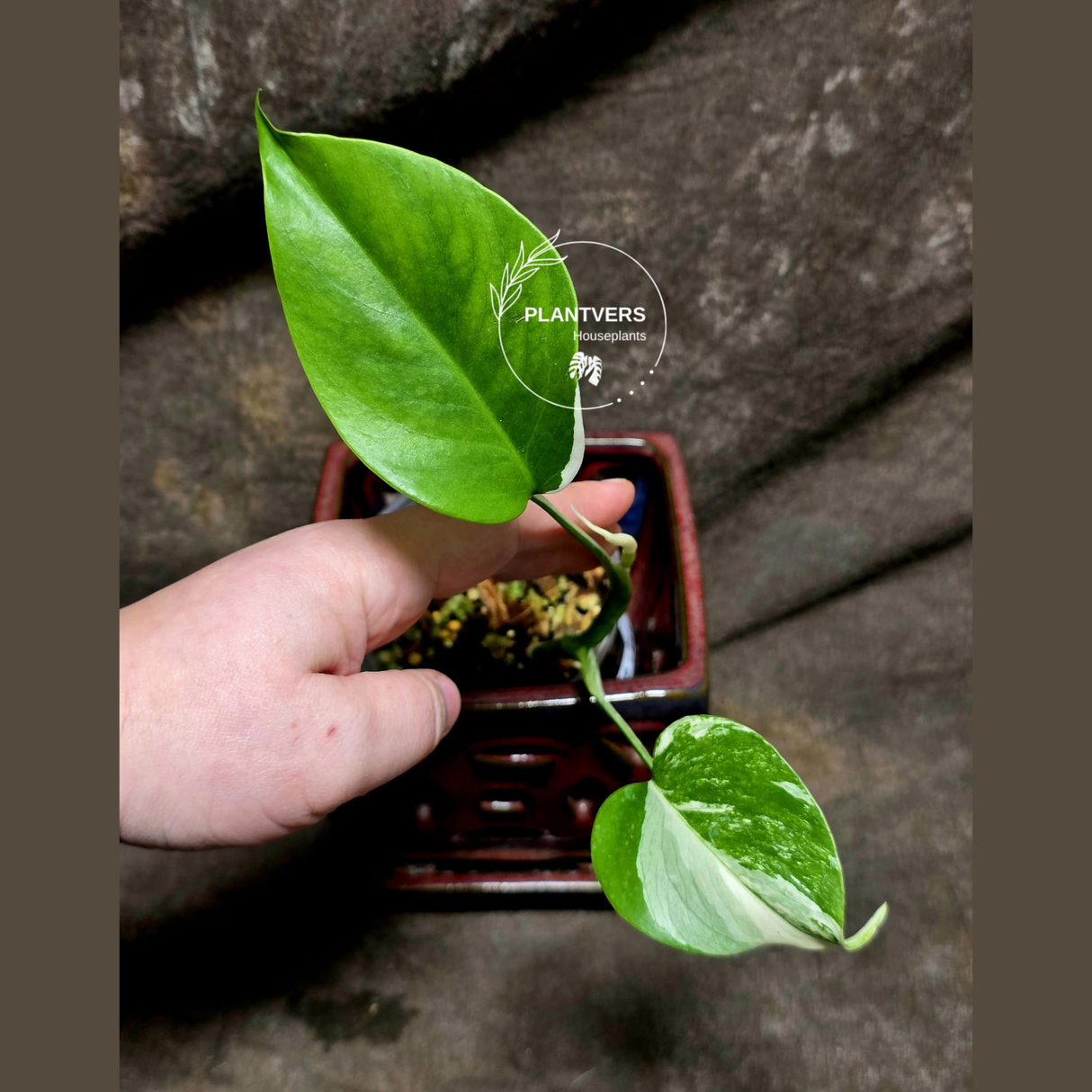 Variegated Monstera Albo Plant - Rare Indoor White Monstera Albo Borsigiana Plant - Baby Leaf Plant - Indoor Plant - EXACT Plant - US Seller