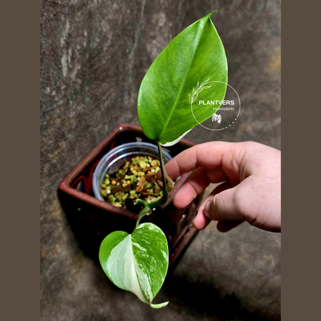 Variegated Monstera Albo Plant - Rare Indoor White Monstera Albo Borsigiana Plant - Baby Leaf Plant - Indoor Plant - EXACT Plant - US Seller