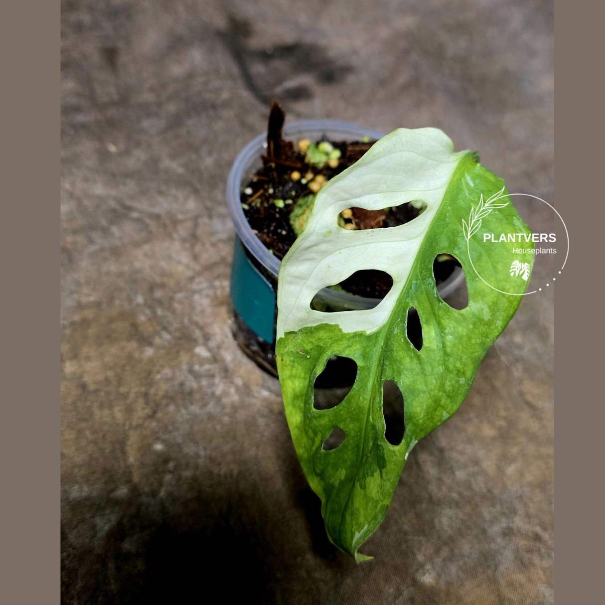 High Variegated White Monstera Adansonii Albo - Rare Collector Swiss Cheese Plant - EXACT Same Plant - US Seller