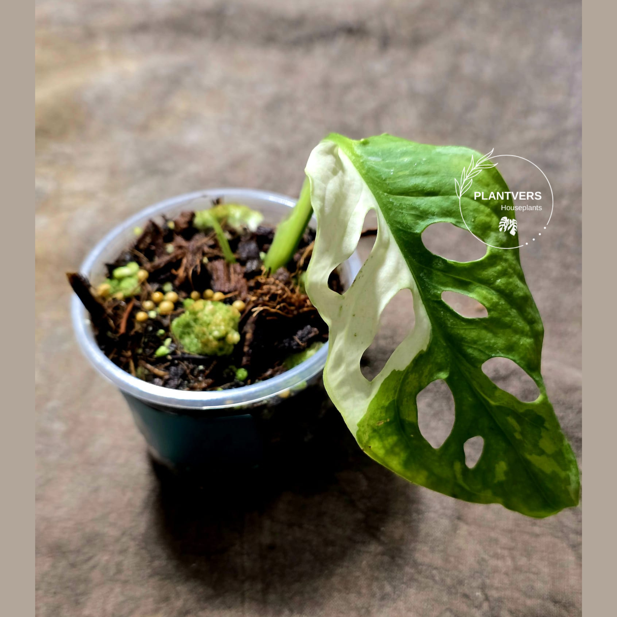 High Variegated White Monstera Adansonii Albo - Rare Collector Swiss Cheese Plant - EXACT Same Plant - US Seller