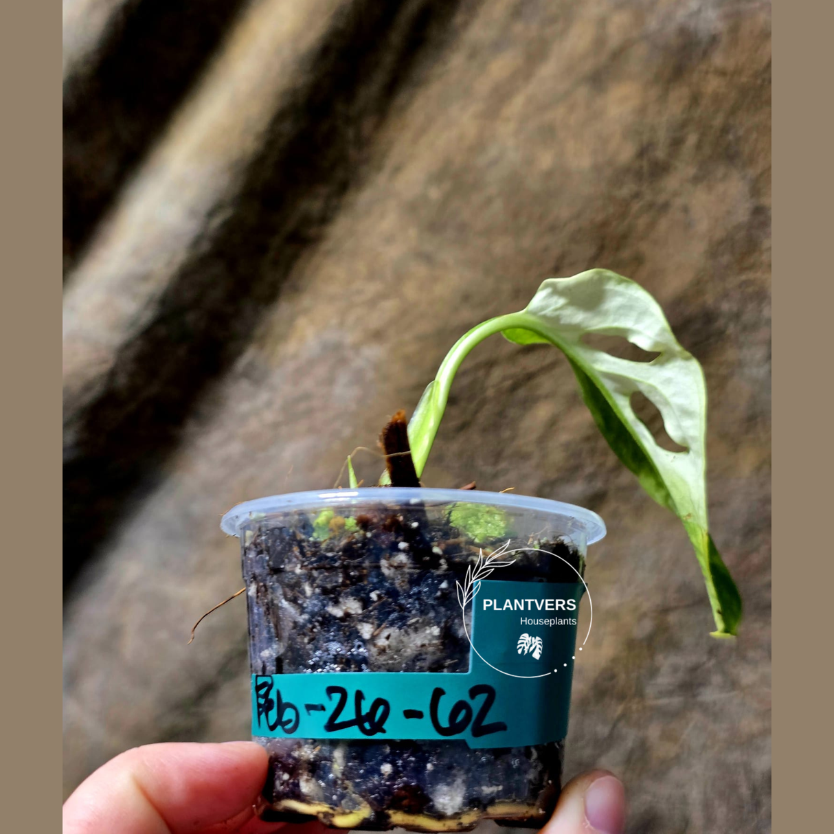 High Variegated White Monstera Adansonii Albo - Rare Collector Swiss Cheese Plant - EXACT Same Plant - US Seller