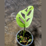 High Variegated White Monstera Adansonii Albo - Rare Collector Swiss Cheese Plant - EXACT Same Plant - US Seller