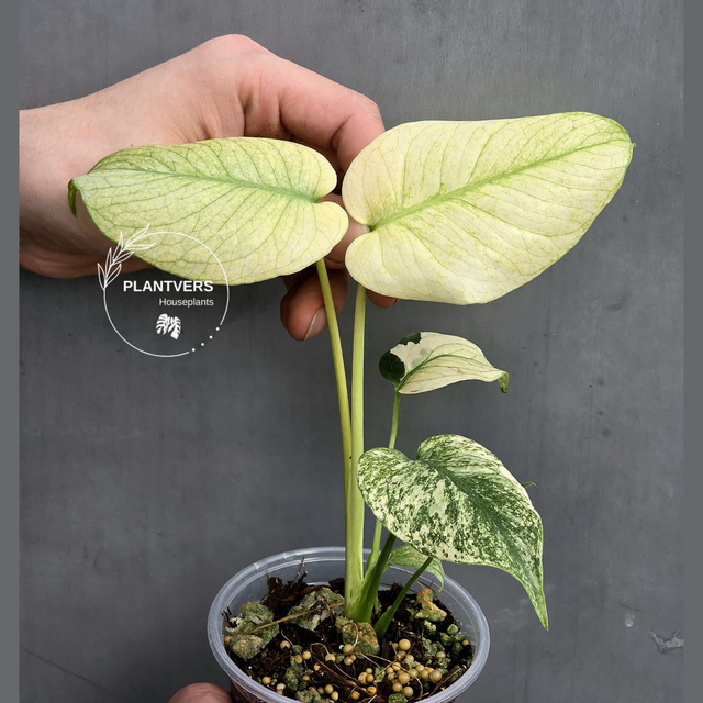 Monstera Mint Plant
