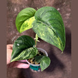 Scindapsus Jade Satin Variegated - Yellow Variegation - (June-21-63)