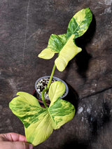 Reverted Philodendron Bipennifolium in a Nursery Pot - Collector's Aroid - (June-5-78)