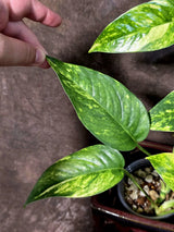 Rare Variegated Golden Flame Epipremnum Pinnatum - (June-21-58)