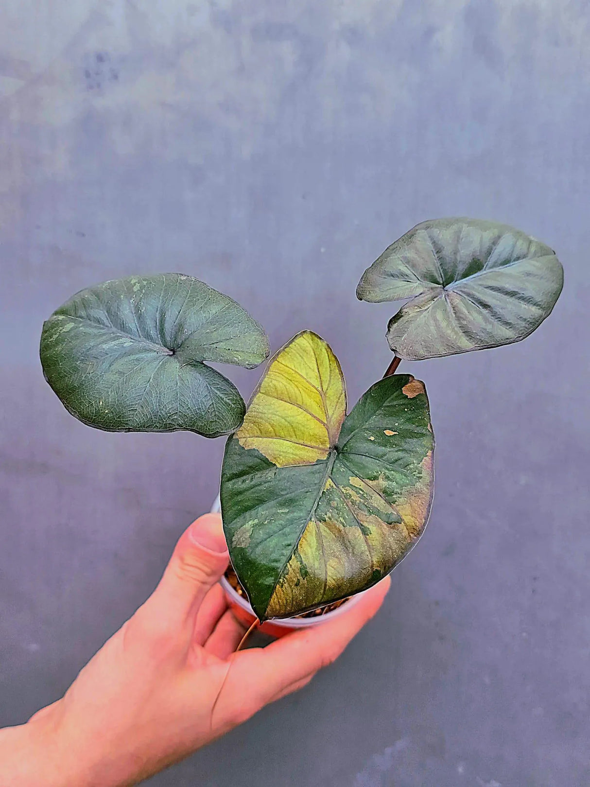 Alocasia Serendipity Pink Variegated - Super Rare Pink Variegated Alocasia (June-17-14)