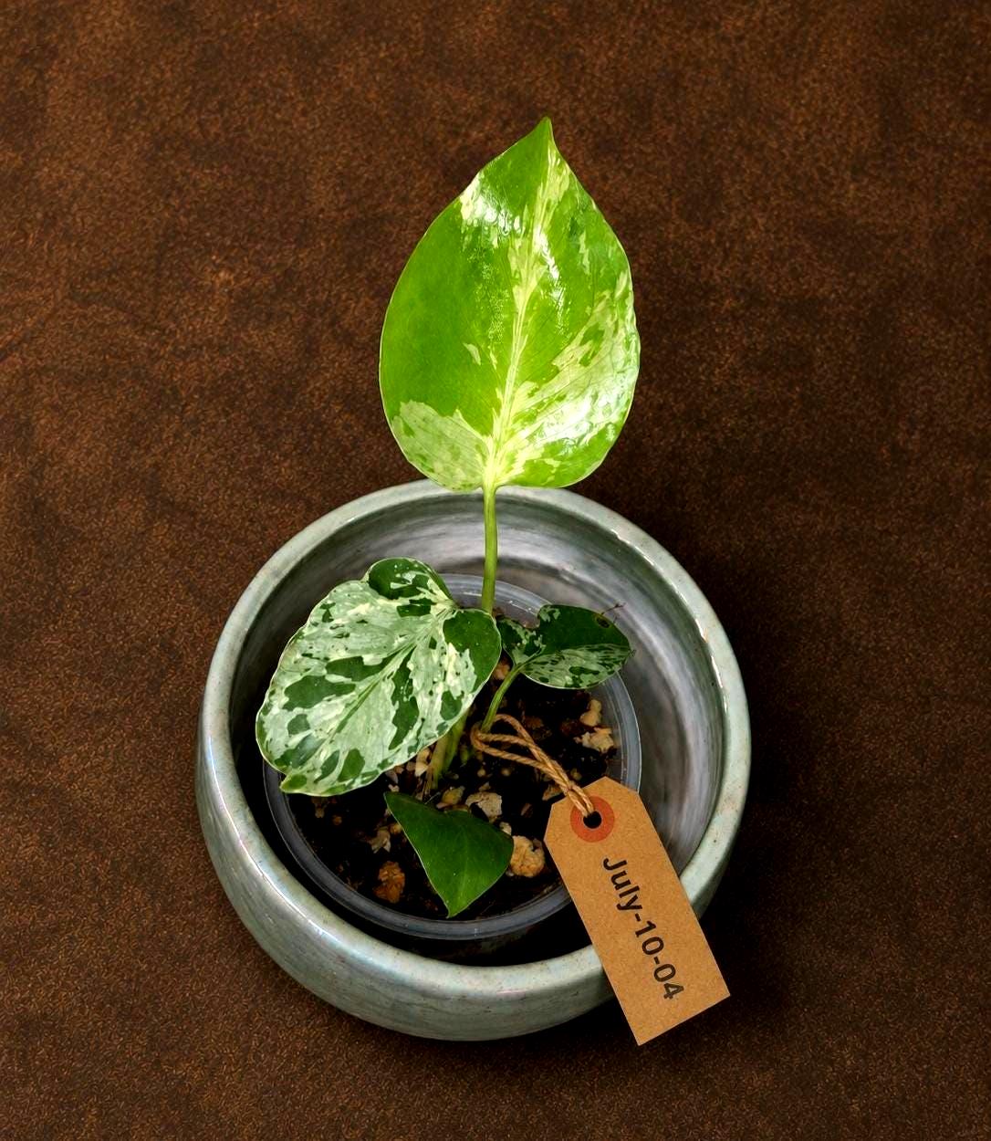 Super Rare Monstera Bulbasaur Variegated Live Plant - Exotic Collector Mint - (July-10-04)