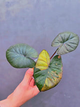 Alocasia Serendipity Pink Variegated - Super Rare Pink Variegated Alocasia (June-17-14)