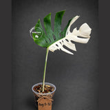 Variegated Monstera Albo - Half moon Leaf Plant - US Seller (Aug-5-32)