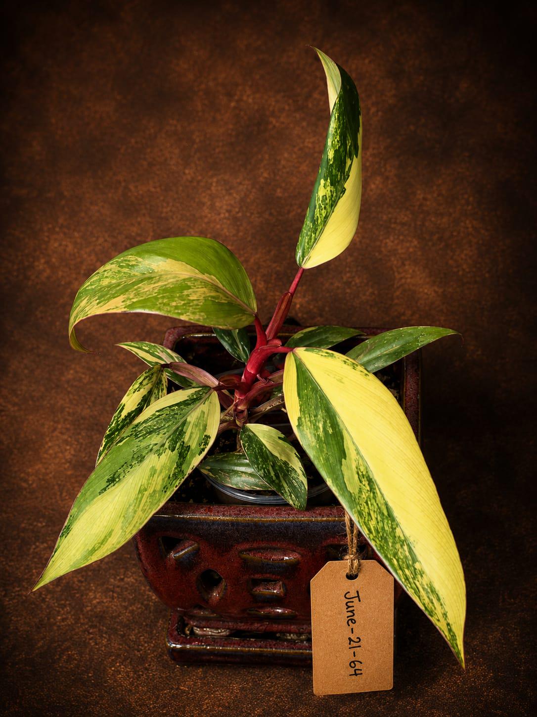 Variegated Philodendron Strawberry Shake - EXACT Plant - (June-21-64)