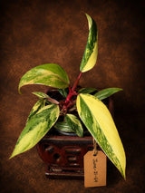 Variegated Philodendron Strawberry Shake - EXACT Plant - (June-21-64)