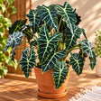 Alocasia Polly Plant