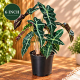 Alocasia Polly Live Houseplant- Large low light indoor plants - Dark Leaf Alocasia Amazonica Gift plant